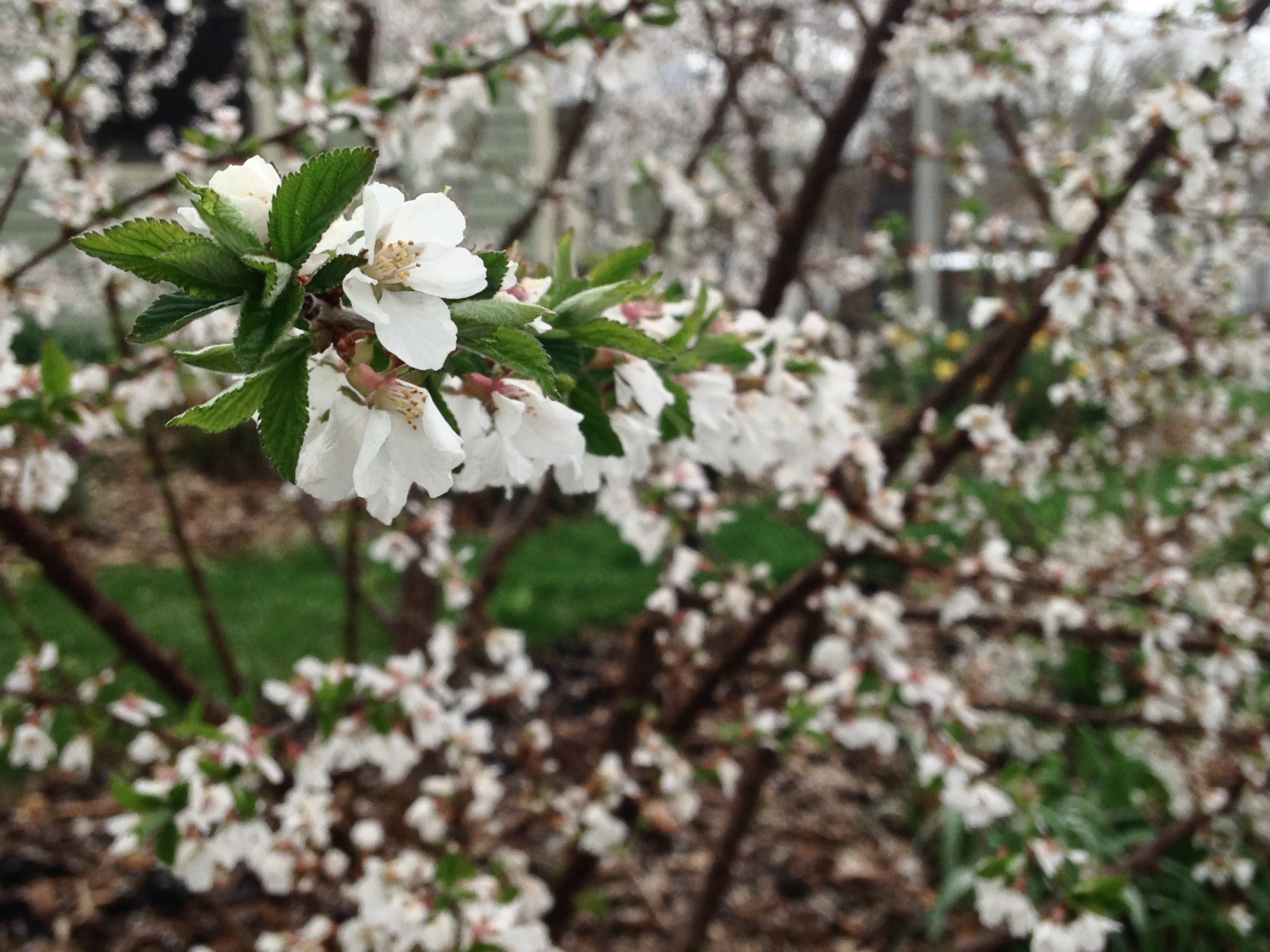 Nanking cherry in full bloom